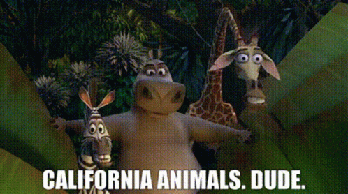 Madagascar California Animals Dude GIF