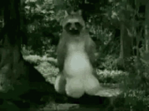 Anime Raccoon GIF - Anime Raccoon GIFs