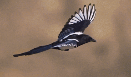 a black and white bird is flying in the air