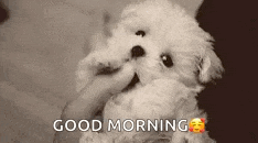 a small white puppy is being held in someone 's hand and says good morning .