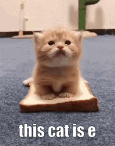 This Cat Is Ee GIF - This Cat Is Ee Sandwich Cat GIFs