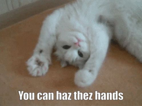 Haz Thez Handz Cat Paws GIF - Haz Thez Handz Cat Paws You Can Have These Hands GIFs