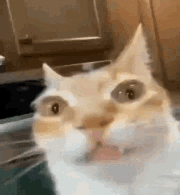 a close up of a cat 's face looking at the camera .