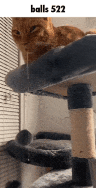 a cat laying on top of a cat tree with the words balls 522 written above it