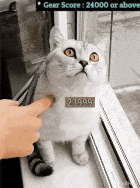 a cat with a gear score of 23999 is being petted