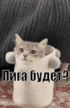 a cat in a cup with the words лига budet written on it