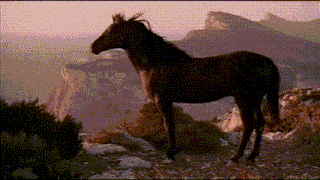 Dengilfrid Horse GIF - Dengilfrid Horse GIFs
