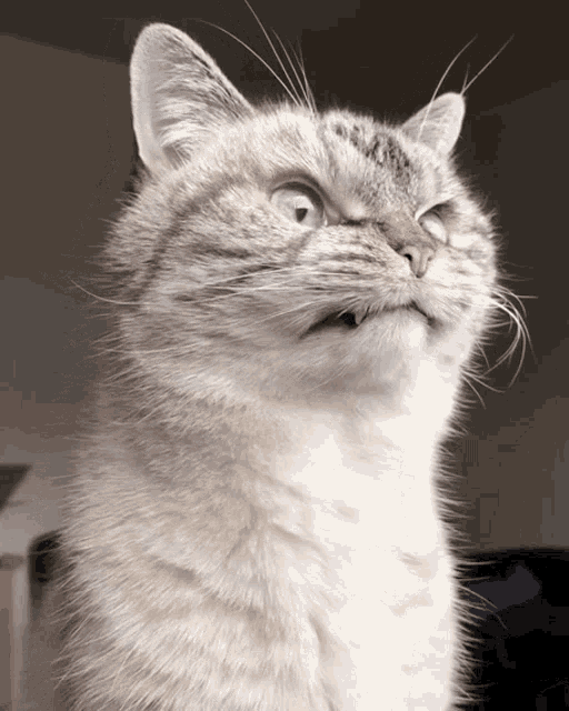 Cat Mad GIF - Cat Mad Angry GIFs