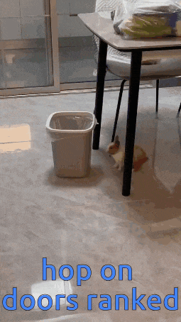 a picture of a cat next to a trash can with the words hop on doors ranked below it