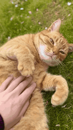 a person is petting a cat that is laying in the grass