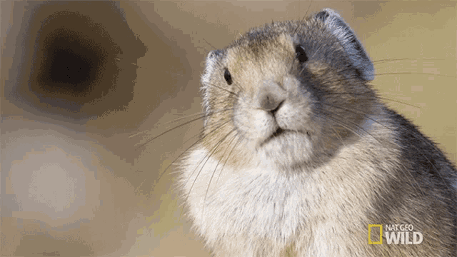 Sniff The Pika Is Quick And Elusive GIF - Sniff The Pika Is Quick And Elusive America The Beautiful GIFs