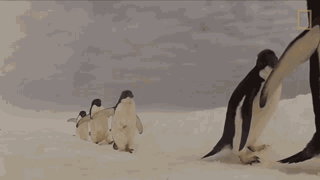 Here We Are World Penguin Day GIF - Here We Are World Penguin Day Adelie Penguin GIFs