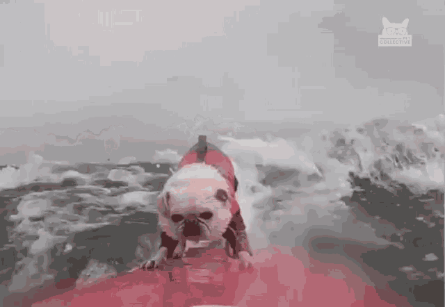 Surfing Dog Surfing GIF - Surfing Dog Surfing Dog Extreme Sports GIFs