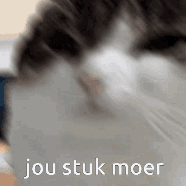 Jou Stuk Moer Wawa Cat GIF - Jou Stuk Moer Wawa Cat Wawa GIFs
