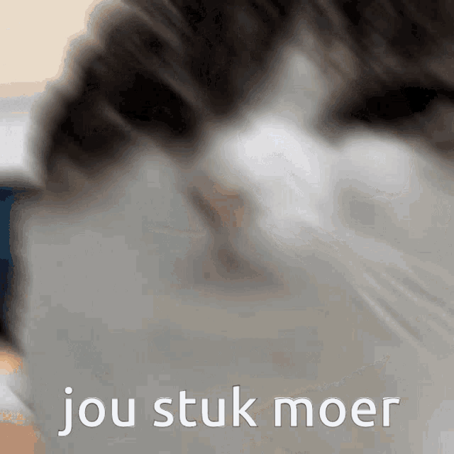a close up of a cat 's face with the words jou stuk moer written below it