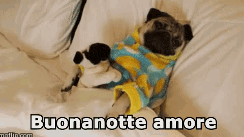 a pug dog wrapped in a blanket is laying on a bed with the words buonanotte amore below it