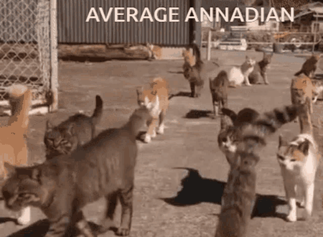 a group of cats are walking in a fenced in area with average annadian written above them
