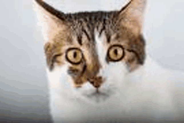 a close up of a cat 's face looking at the camera on a gray background .