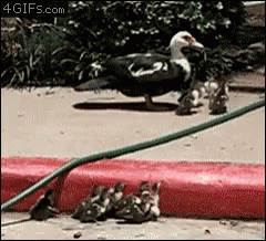 Ducklings Help GIF - Ducklings Help Step GIFs