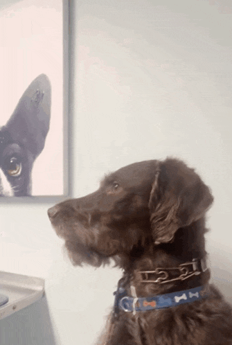 a dog wearing a blue collar with a bow on it
