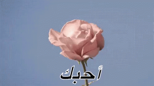 وروود GIF - Flowers Flower Rose GIFs