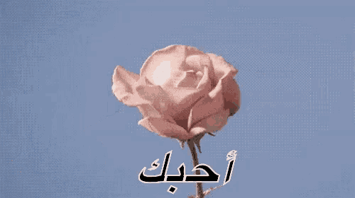 a close up of a pink rose with the word love in arabic on it