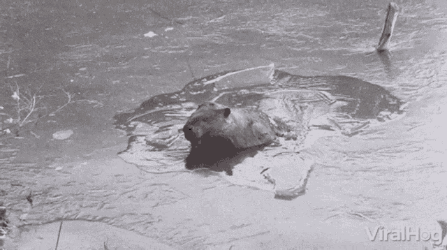a black and white photo of a beaver swimming in a body of water with the words viralhog on the bottom