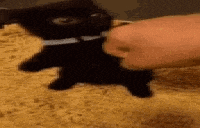 a person is petting a black cat on a carpet .
