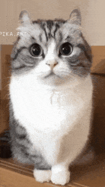 a gray and white cat is sitting on a staircase and looking at the camera