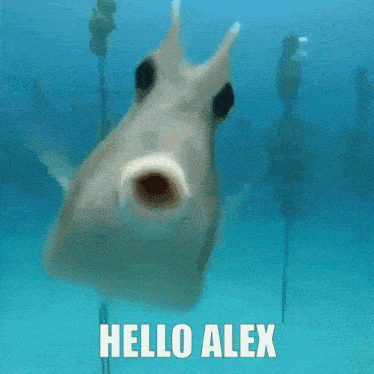 Hello Alex Captainalex GIF - Hello Alex Captainalex GIFs