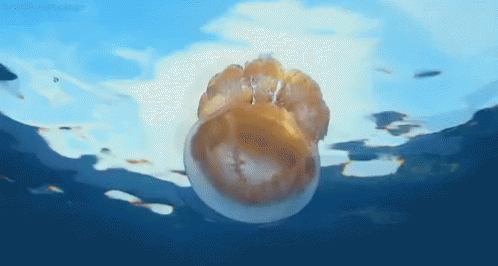Jellyfish From Http://Headlikeanorange.Tumblr.Com/ GIF