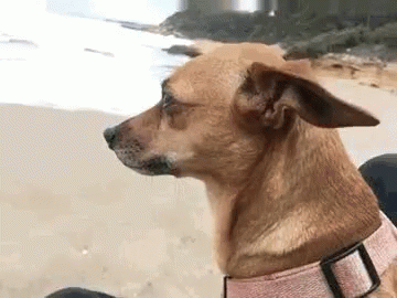 Dog Look On GIF - Dog Look On Beach GIFs