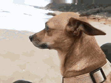 a small brown dog wearing a pink collar is sitting on the beach .