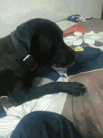 a black dog is laying on a bed next to a person 's leg