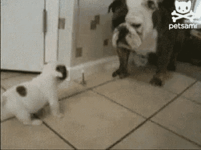 two dogs are playing with a puppy on a tiled floor .