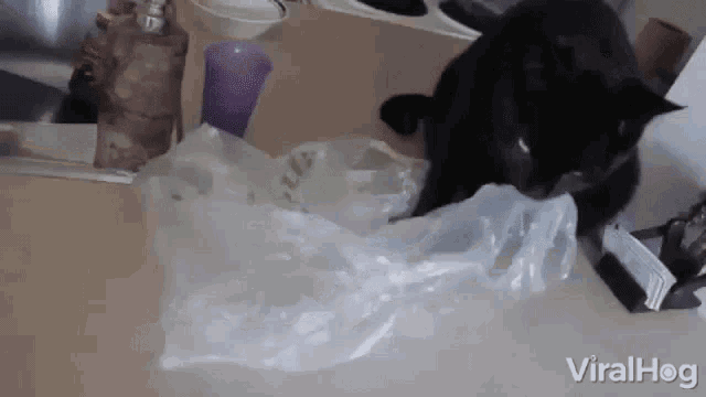 a black cat is sitting on top of a plastic bag on a kitchen counter .