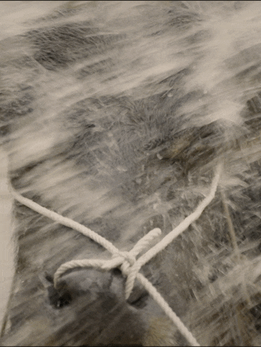 a white rope is tied around a rock