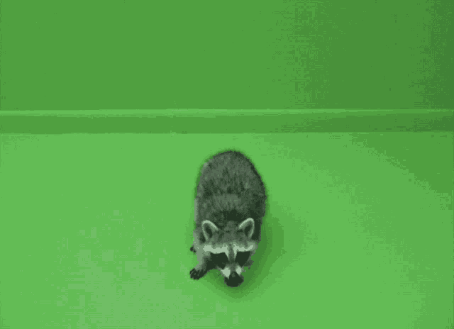 Raccoon Green Screen GIF - Raccoon Green Screen Scared GIFs