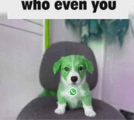 a green and white puppy is sitting in a chair with a whatsapp logo on its chest