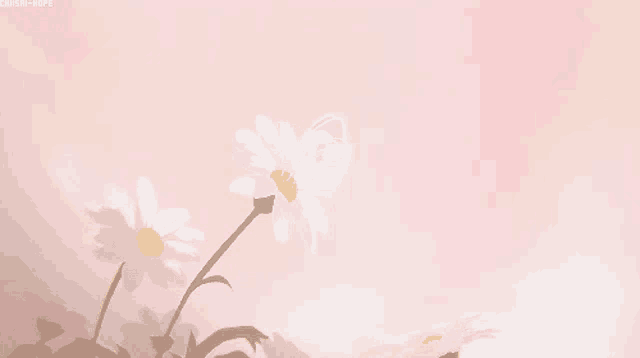 a pink background with a white flower and the words chishi-hope