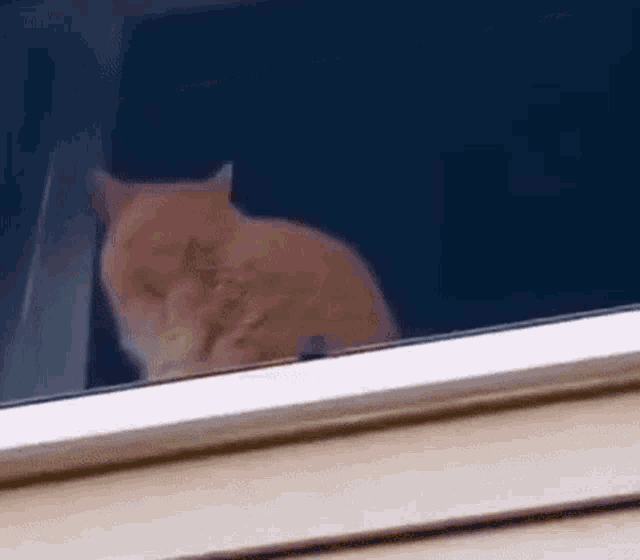 Orange Cat GIF - Orange Cat Void GIFs