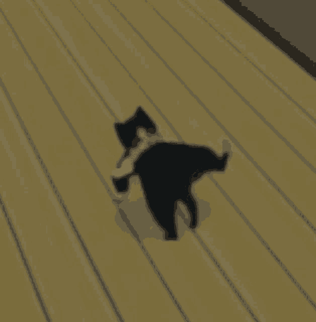a black and white cat is standing on its hind legs on a wooden floor .