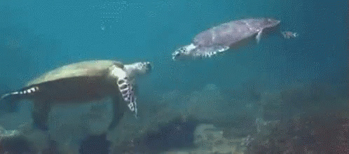 High Five Turtles GIF - High Five Turtles Ocean GIFs