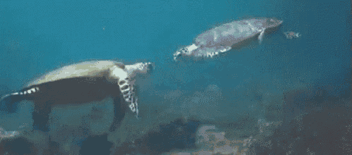 a couple of sea turtles are swimming in the ocean .