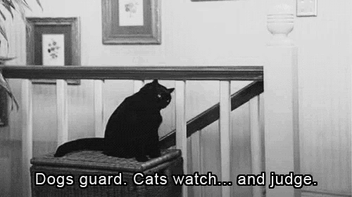 a black cat is sitting on top of a wicker basket on a staircase .