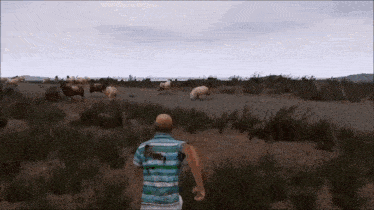 a man in a striped shirt is walking through a field with sheep .