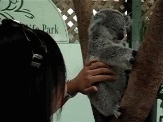Happy Koala GIF - Koala Ear Wiggle GIFs