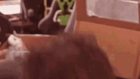 a person is standing in a room with a rabbit in a cardboard box .