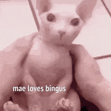 a person is holding a hairless cat in their arms and says `` mae loves bingus '' .