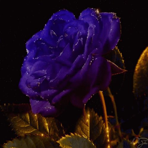 Rose Blue GIF - Rose Blue Purple GIFs